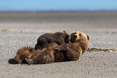 Brown Bear Mother nursing her Cubs - Lake Clark NP, AK