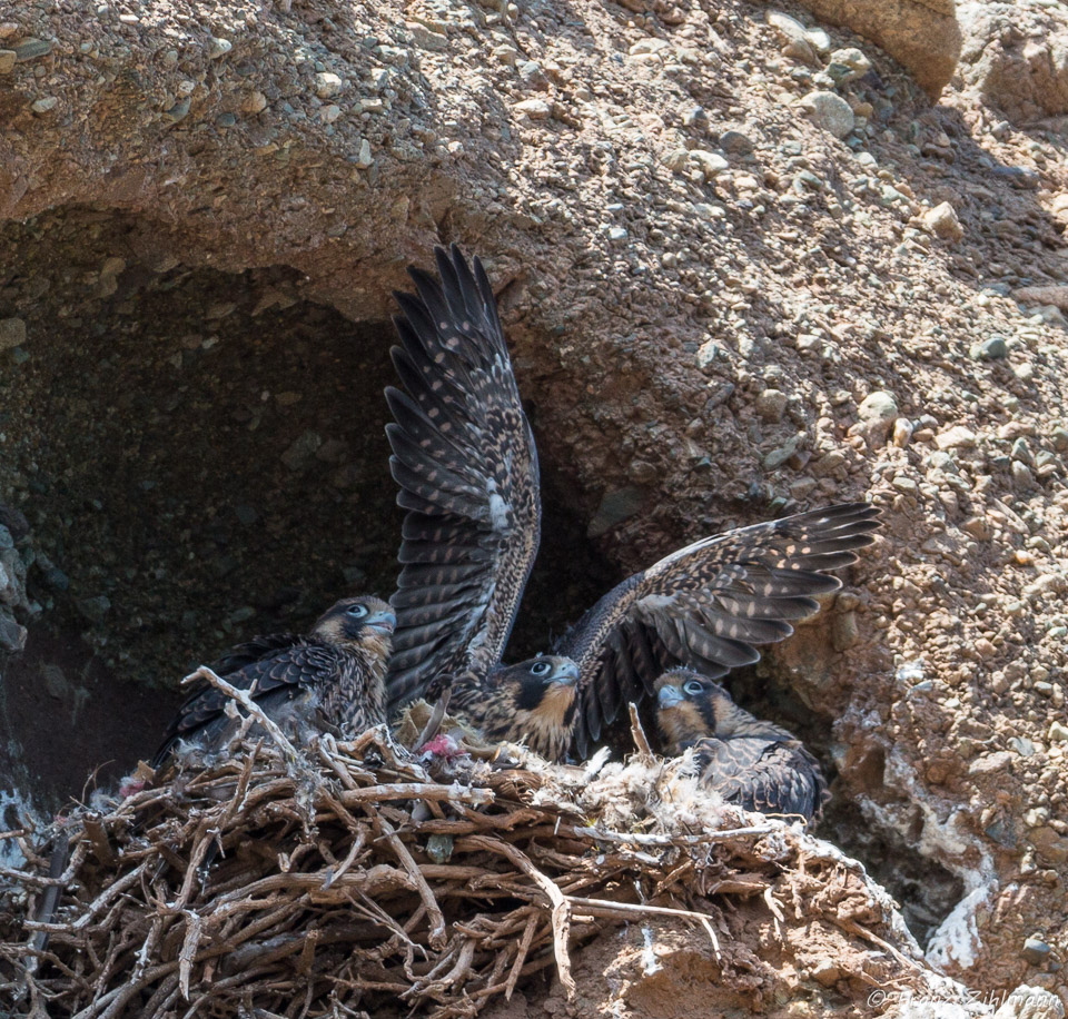 Juvenile Peregrine Falcon anxious for the first flight