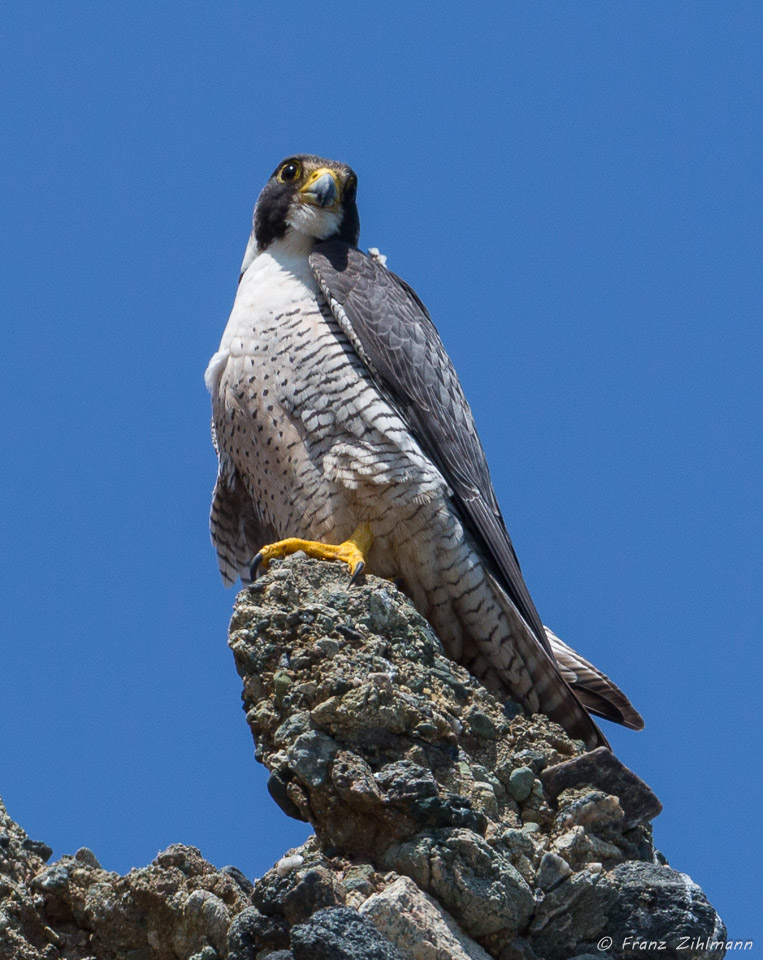 Peregrine Falcon