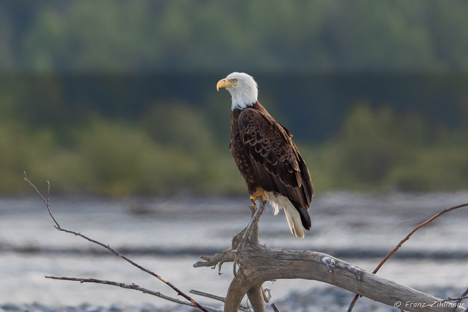 Chilkat River, AK