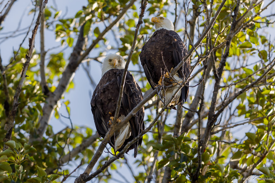 Perched Eagle Pair - Chilkat River, AK