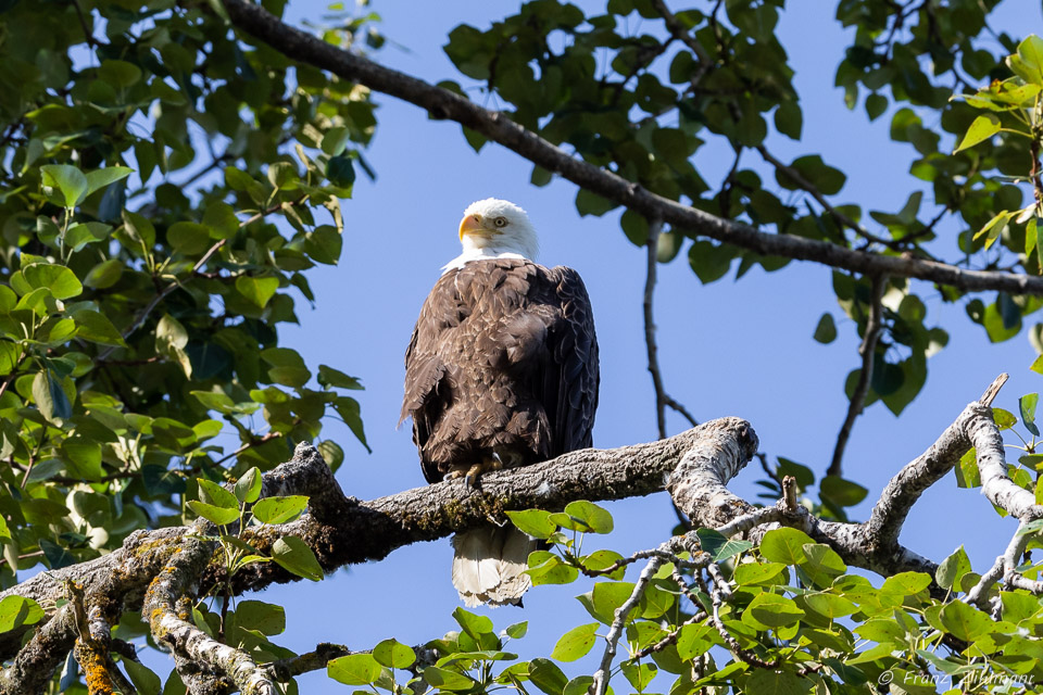 Perched Eagle - Chilkat River, AK