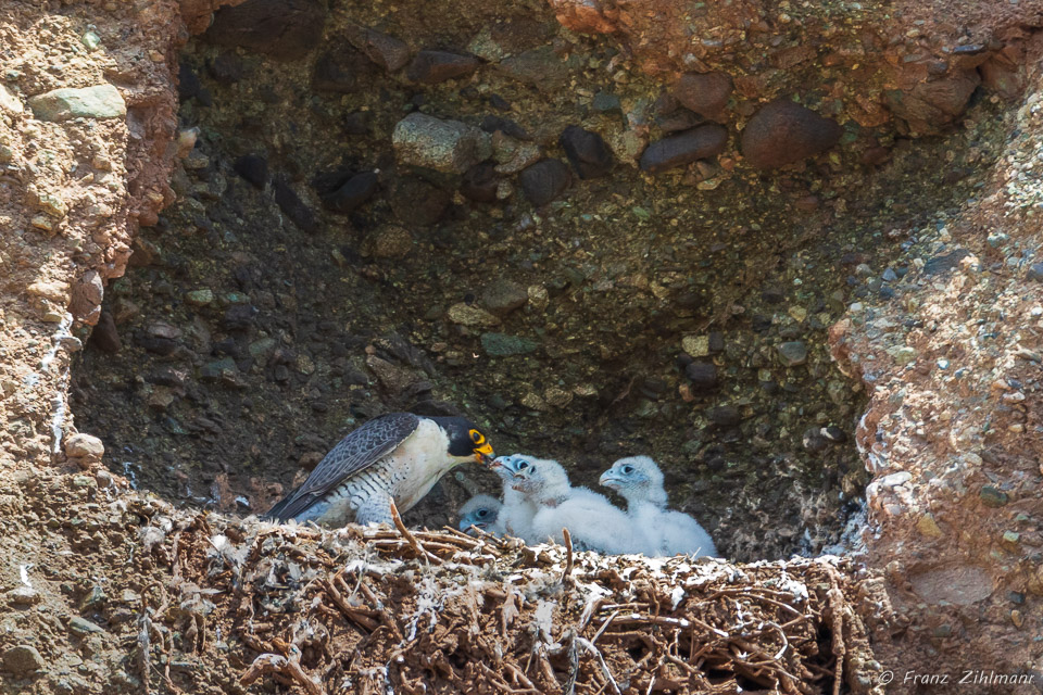 Peregrine female feeding her baby chicks