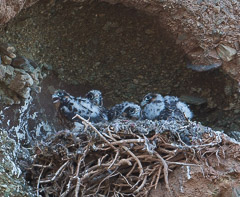 Four hungry Peregrine Falcon Chicks