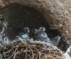 Peregrine Falcon Chicks waiting for food delivery