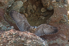 Juvenile Peregrine Falcon learning to fly