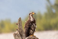 Juvenile (2nd Year) Eagle - Chilkat River, AK