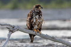 Juvenile (2nd Year) Eagle - Chilkat River, AK