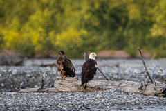 Mother Eagle with young - Chilkat River, AK