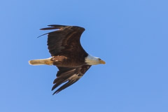 Eagle in flight - Haines, AK