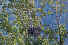 Eagle Nest - Chilkat River, AK