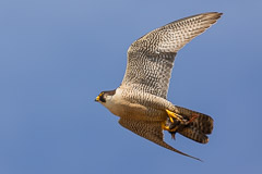 Peregrine with pray for young