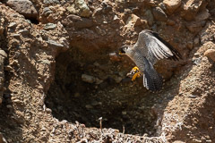 Peregrine falcon with pray landing at nest