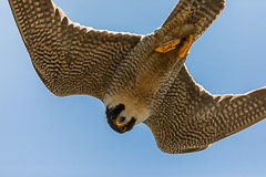 Peregrine looking into my lens