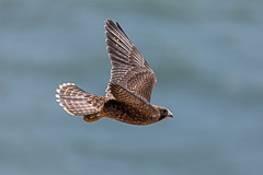 Peregrine juvenile in flight