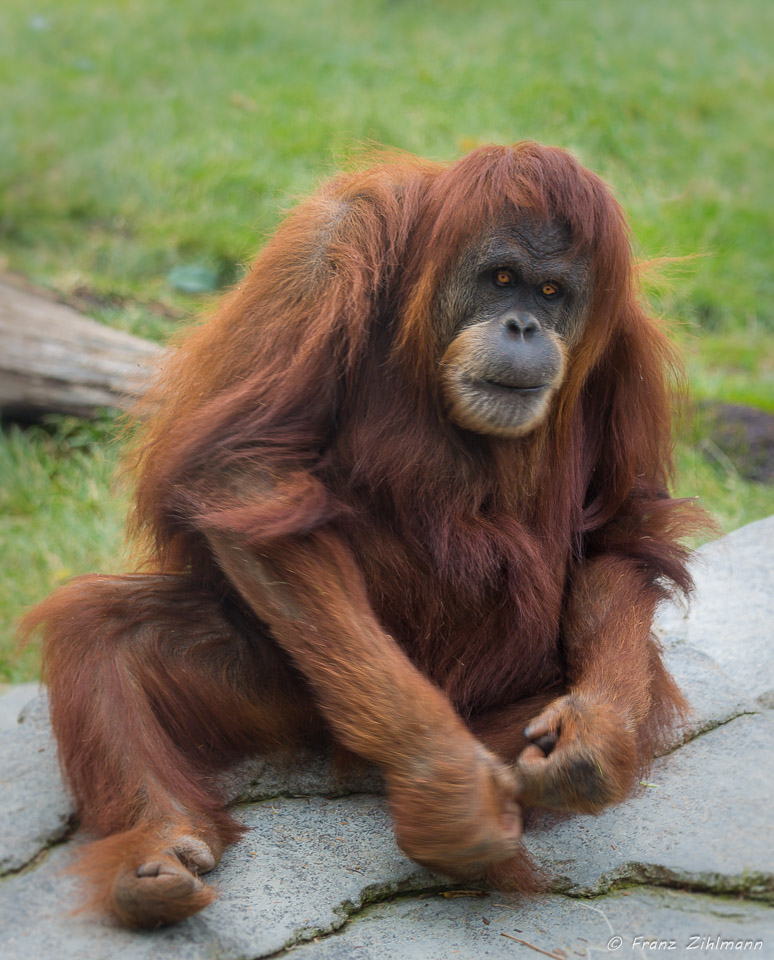 Orangutan - San Diego Zoo