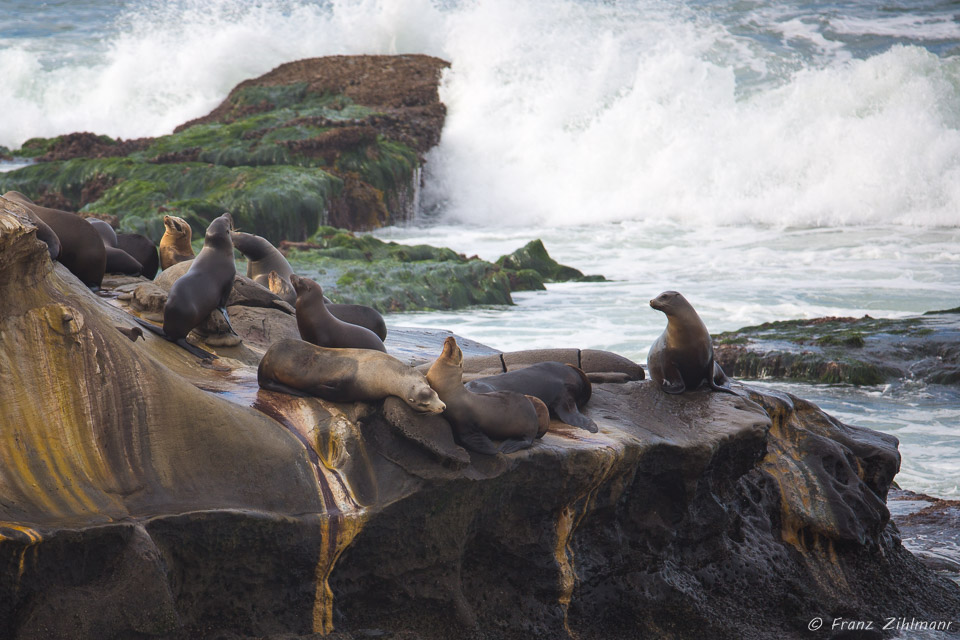 Sea Lions - La Jolla, CA