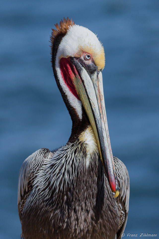 Male Pelican in Breeding Plumage - La Jolla