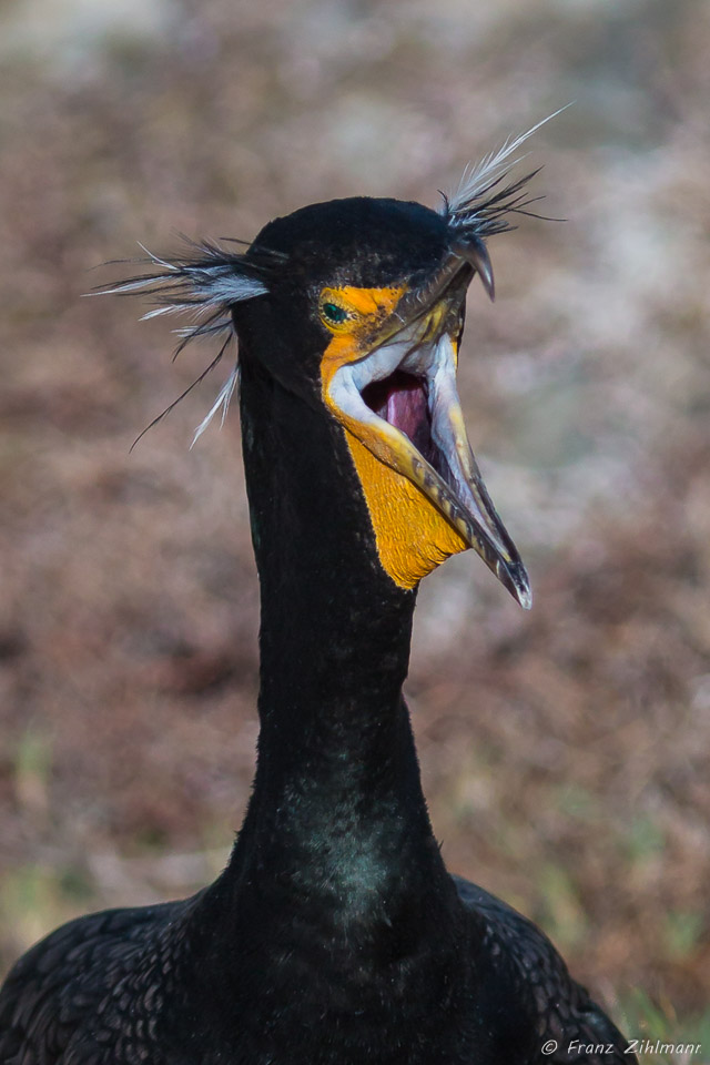 Double-Crested Cormorant in Breeding Plumage - La Jolla