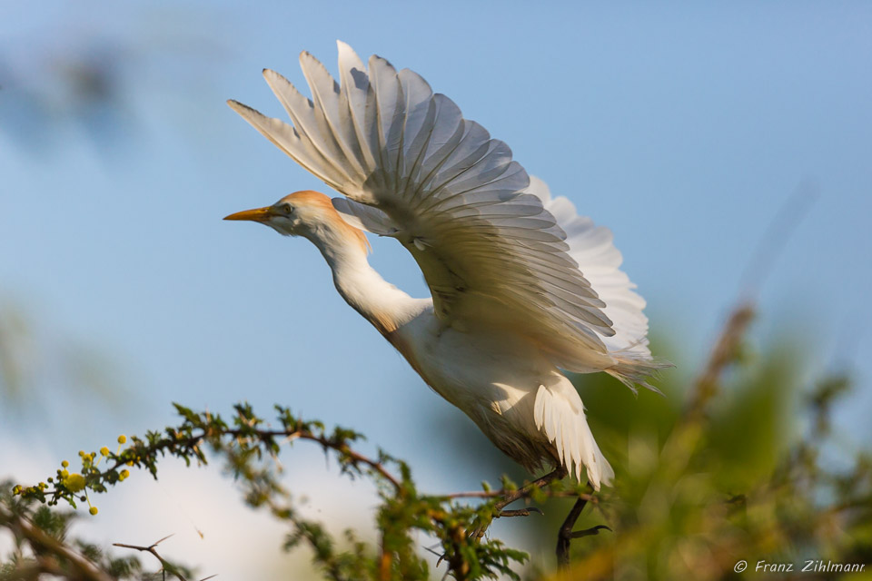 Cattle Egret - San Diego Zoo Safari Park