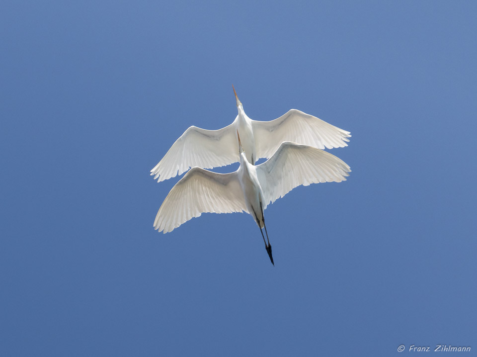 Snowy Egret overflight, Dana Point