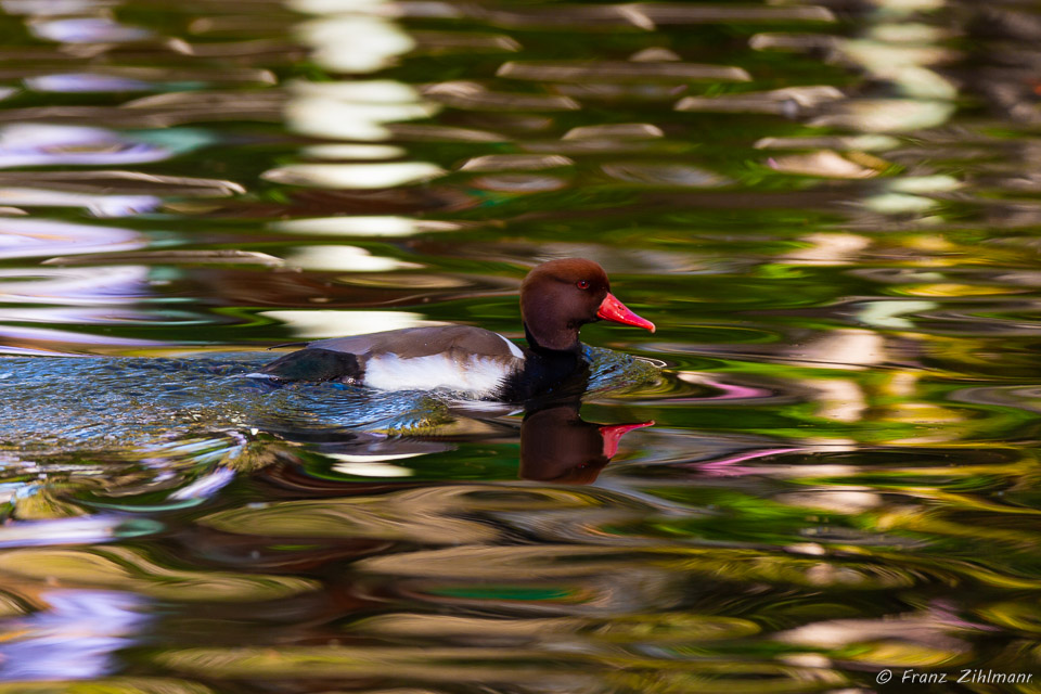 Red-crested pochard - San Diego Zoo Safari Park