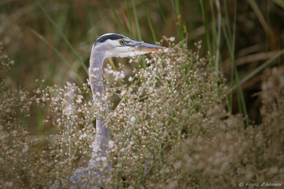 Blue Heron hunting for a Frog Meal - San Joaquin Marsh, Irvine CA