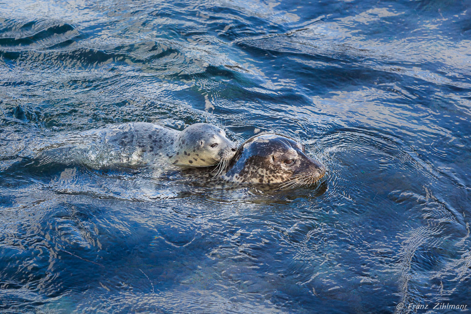 Harbor Seal and Baby - La Jolla, CA