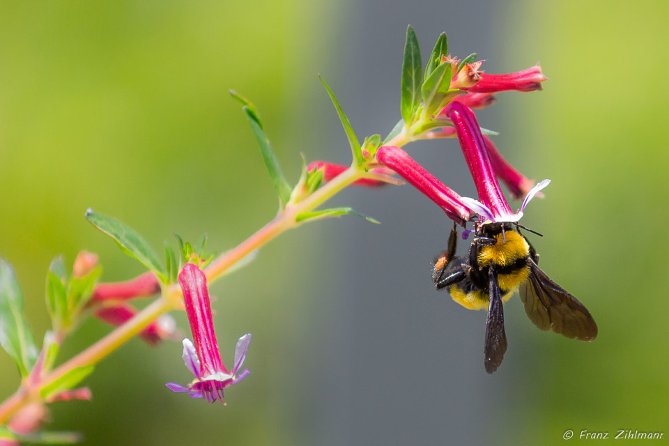 Bumblebee in our yard