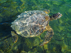 Sea Turtle, Hawaii