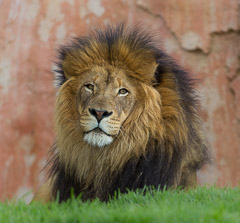 Male Lion - San Diego Zoo Safari Park