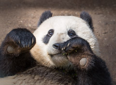 Panda Bear Cub - San Diego Zoo