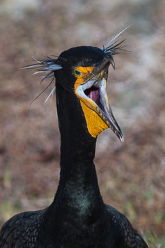 Double-Crested Cormorant in Breeding Plumage - La Jolla