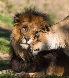 Lion & Lioness - San Diego Zoo Safari Park