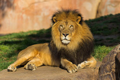 Lion - San Diego Zoo Safari Park