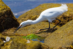 Snowy Egret, Dana Point