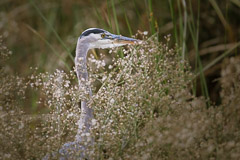 Blue Heron hunting for a Frog Meal - San Joaquin Marsh, Irvine CA