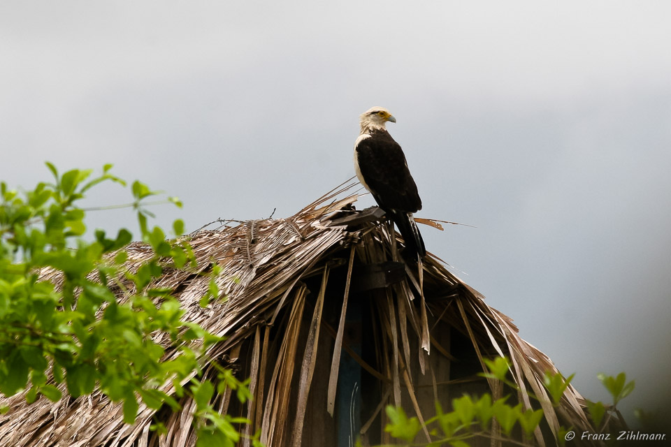 Scene on Amazon River