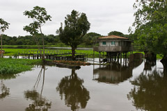 Scene on Amazon River