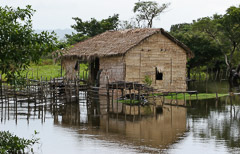 Scene on Amazon River